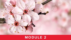 Module 2 - Spring