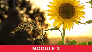 Module 3 - Summer
