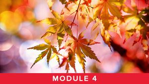Module 4 - Fall